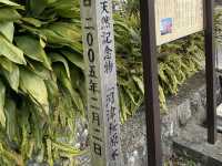 驚喜阿媽樹 全國河津櫻始祖 