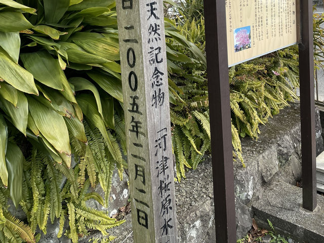驚喜阿媽樹 全國河津櫻始祖 