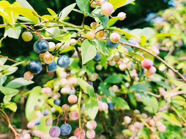 ワイン好き必見！🍇