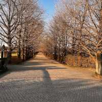 Showa Memorial Park (昭和記念公園)