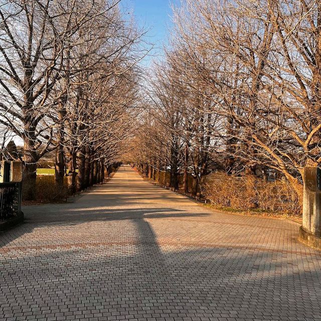 Showa Memorial Park (昭和記念公園)