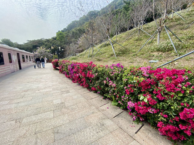 ✨深圳華英路景觀公園🌸赤灣櫻花園