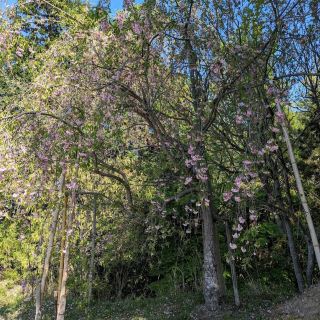 사라야마 공원 (皿山公園)