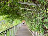 "Mandai Boardwalk: A Tranquil Gateway to Singapore’s Wild Side"