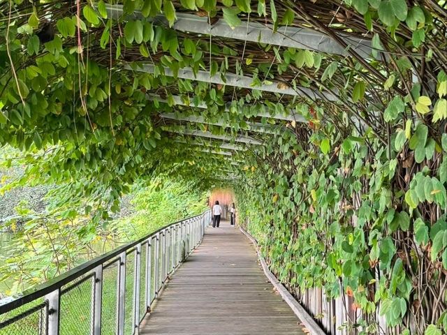 "Mandai Boardwalk: A Tranquil Gateway to Singapore’s Wild Side"