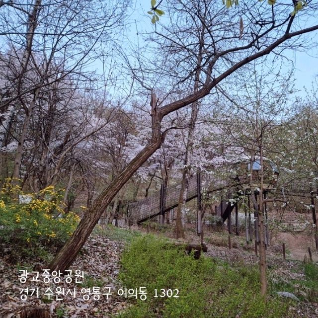 경기도 벚꽃 보러가기 좋은 곳