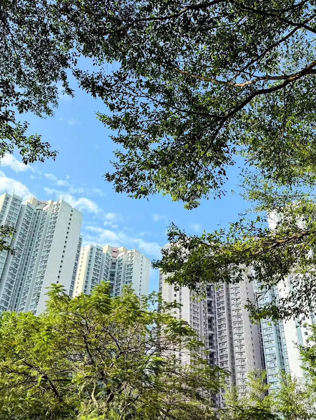 🌸 **香港單車館公園櫻花分享** 🌸