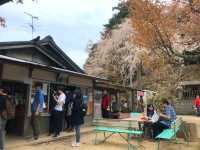 奈良吉野山，200種、3萬株櫻海盛開滿山浪漫！