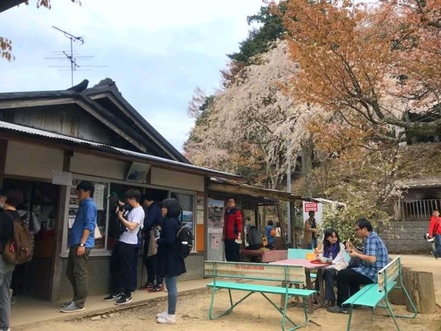 奈良吉野山，200種、3萬株櫻海盛開滿山浪漫！