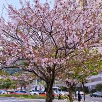 🌸 **釜山水營江邊步道櫻花觀賞遊覽分享** 🌸