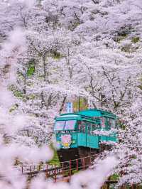 🌸 仙台賞櫻巡禮：春日限定的粉色夢境✨