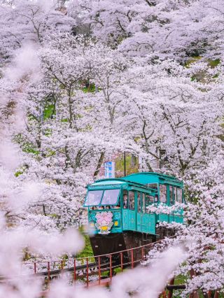 🌸 仙台賞櫻巡禮：春日限定的粉色夢境✨