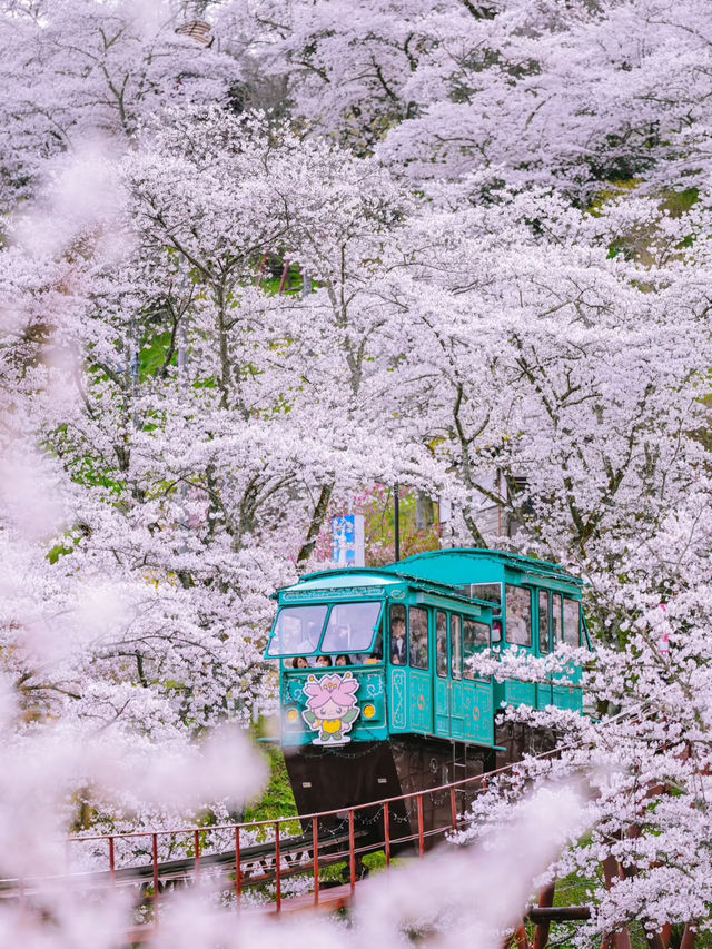 🌸 仙台賞櫻巡禮：春日限定的粉色夢境✨