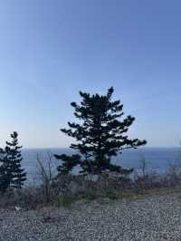 울릉도 드라이브, 바다와 카페 울라, 코스모스 리조트까지 즐기다