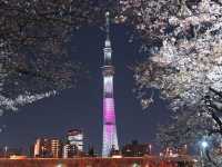 Chasing Sakura at Sumida River Park