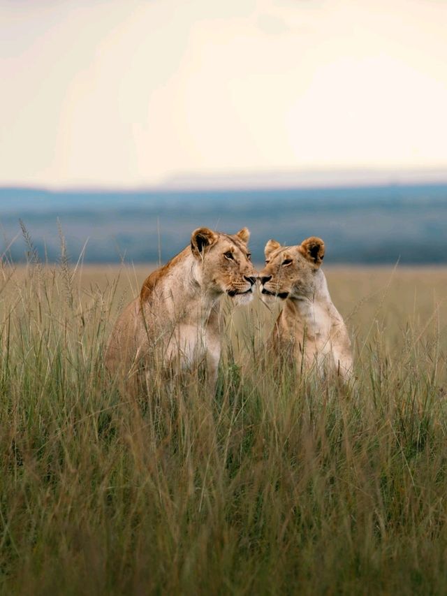 Wildlife Galore! 3 Days in the 1500km² Masai Mara!
