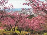  Chasing Sakura in Okinawa 🌸