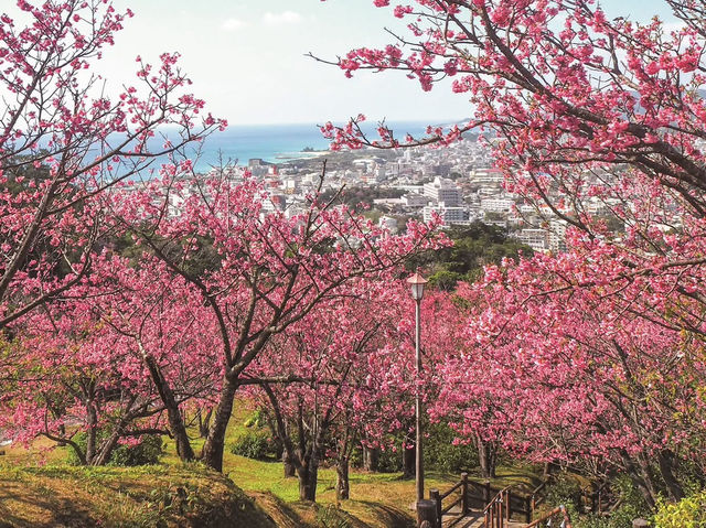  Chasing Sakura in Okinawa 🌸