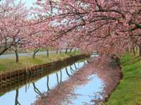 Chasing Sakura at Kasamatsu Kawazu Road, Mie
