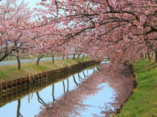 Chasing Sakura at Kasamatsu Kawazu Road, Mie