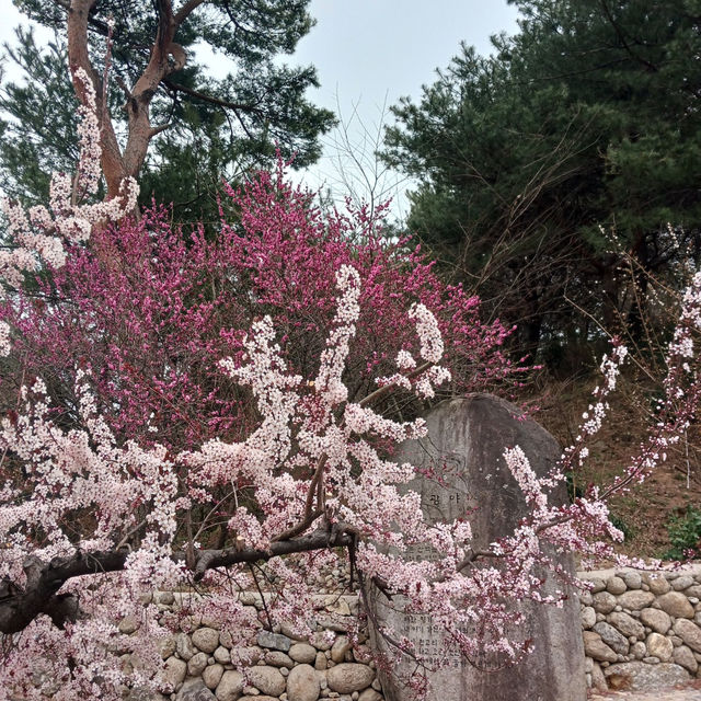 "봄날의 꿈, 청매실농원에서 매화꽃과 함께"