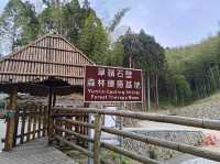 雲林古坑景點-木馬古道看竹林
