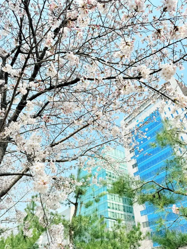 Visit Gangdong-gu for Cherry Blossoms!!