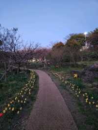 벚꽃과 노을 사이, 제주 신산공원에서 잠시 멈춘 시간🌸🌅