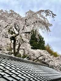Springtime Visit to Jurinji Temple: The 200-Year-Old Narihira Sakura