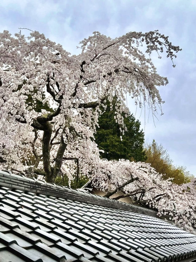 Springtime Visit to Jurinji Temple: The 200-Year-Old Narihira Sakura