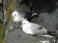 Step Into Spring at Carrick-a-Rede, Belfast