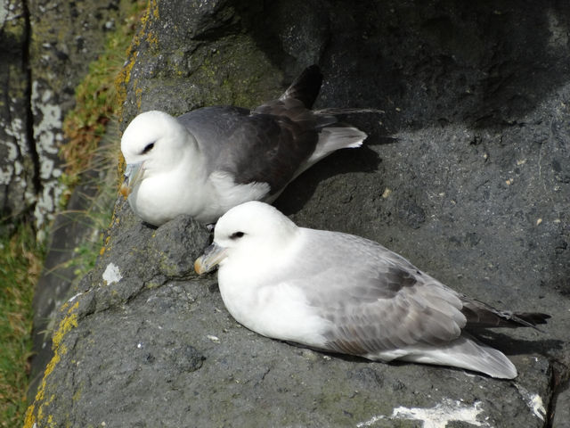 Step Into Spring at Carrick-a-Rede, Belfast