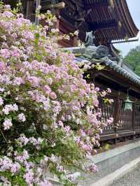 A Flower Lover’s Paradise at Sasaki Shrine