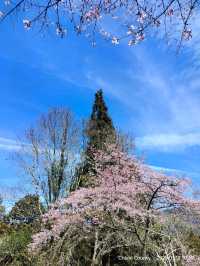 ไปดู The King of Cherry Blossom Alishan 