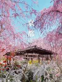 【京都】桜の穴場スポット🌸お花見・カフェ・神社・庭園