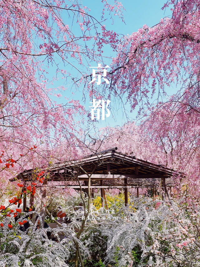 【京都】桜の穴場スポット🌸お花見・カフェ・神社・庭園