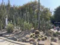  **🌵【廈門必打卡】園林植物園多肉區：闖入奇幻沙漠綠洲，與3000種多肉共舞！🏜️**  