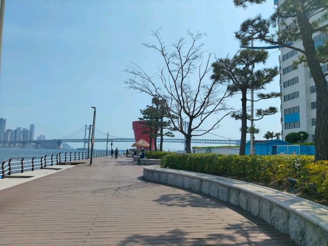 釜山廣安里南川洞櫻花路賞櫻必遊景點。