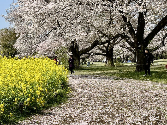 【昭和記念公園】定番の公園の桜はやはり素晴らしく感動❗️