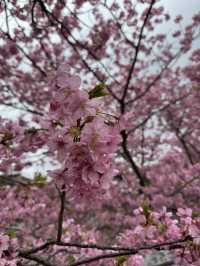 Chasing Petals in Kawazu: A Spring Dream Come True!