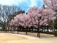 仙台賞櫻-小巧精美的錦町公園