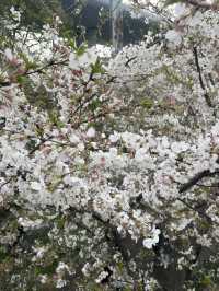 🌸 Cherry Blossom in Shanghai 🇨🇳