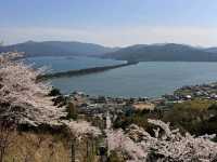海之京都賞櫻趣，日本三景之一天橋立