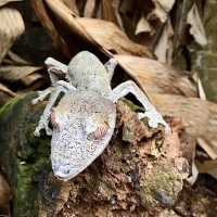 Réserve Peyrieras Madagascar Exotic｜近距離認識馬達加斯加生物