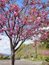 Spring Blossoms at Gifu Seiryu Satoyama Park