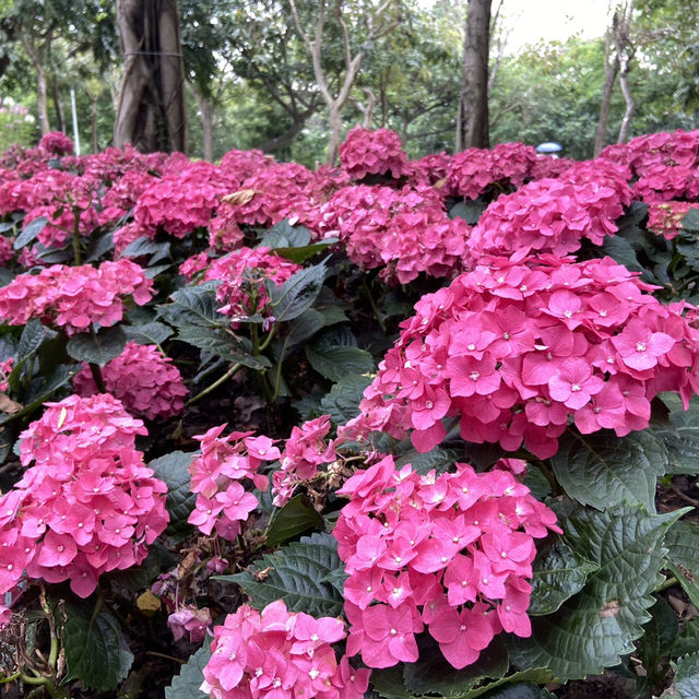 春日浪漫繡球花海・大安森林公園花季限定美景