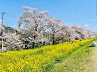 Kumagaya Sakura Tsutsumi, Saitama