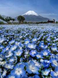 The Flowers from Himmel’s Hometown Can Be Found Near Mt. Fuji Too