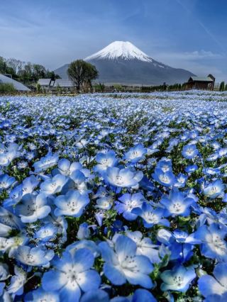 The Flowers from Himmel’s Hometown Can Be Found Near Mt. Fuji Too