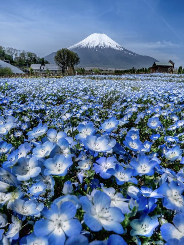 The Flowers from Himmel’s Hometown Can Be Found Near Mt. Fuji Too
